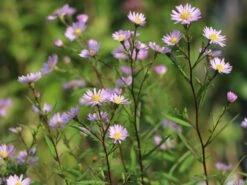 Glattblatt-Aster 'Vasterival' -Angebote Blumen Takt Store glattblatt aster vasterival m102028 w 1