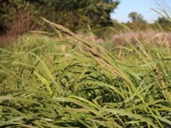 Goldbandgras 'Aureomarginata' -Angebote Blumen Takt Store goldbandgras aureomarginata m060536 w 1