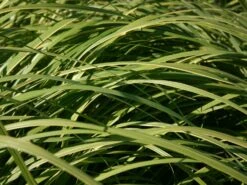 Goldbandgras 'Aureomarginata' -Angebote Blumen Takt Store goldbandgras aureomarginata m060536 w 2