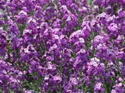 Goldlack 'Bowles Mauve'