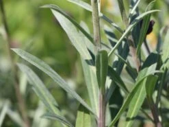 Goldlack 'Bowles Mauve' -Angebote Blumen Takt Store goldlack bowles mauve m058502 w 1