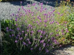 Goldlack 'Bowles Mauve' -Angebote Blumen Takt Store goldlack bowles mauve m058502 w 10