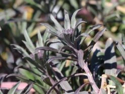 Goldlack 'Bowles Mauve' -Angebote Blumen Takt Store goldlack bowles mauve m058502 w 2