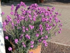 Goldlack 'Bowles Mauve' -Angebote Blumen Takt Store goldlack bowles mauve m058502 w 3