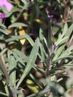 Goldlack 'Bowles Mauve' -Angebote Blumen Takt Store goldlack bowles mauve m058502 w 4