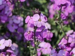 Goldlack 'Bowles Mauve' -Angebote Blumen Takt Store goldlack bowles mauve m058502 w 6