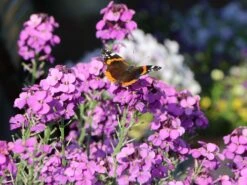 Goldlack 'Bowles Mauve' -Angebote Blumen Takt Store goldlack bowles mauve m058502 w 7