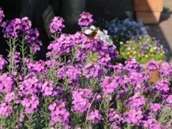 Goldlack 'Bowles Mauve' -Angebote Blumen Takt Store goldlack bowles mauve m058502 w 8