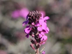 Goldlack 'Bowles Mauve' -Angebote Blumen Takt Store goldlack bowles mauve m058502 w 9