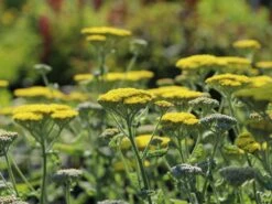 Goldquirl-Garbe 'Moonshine' -Angebote Blumen Takt Store goldquirl garbe moonshine m057537 w 0