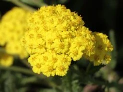 Goldquirl-Garbe 'Moonshine' -Angebote Blumen Takt Store goldquirl garbe moonshine m057537 w 3