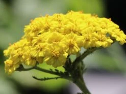 Goldquirl-Garbe 'Moonshine' -Angebote Blumen Takt Store goldquirl garbe moonshine m057537 w 4