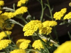 Goldquirl-Garbe 'Moonshine' -Angebote Blumen Takt Store goldquirl garbe moonshine m057537 w 5