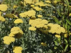 Goldquirl-Garbe 'Moonshine' -Angebote Blumen Takt Store goldquirl garbe moonshine m057537 w 7