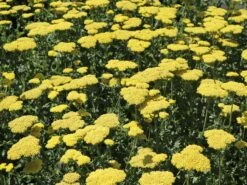 Goldquirl-Garbe 'Moonshine' -Angebote Blumen Takt Store goldquirl garbe moonshine m057537 w 8