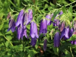 Großblütige Glockenblume 'Sarastro'