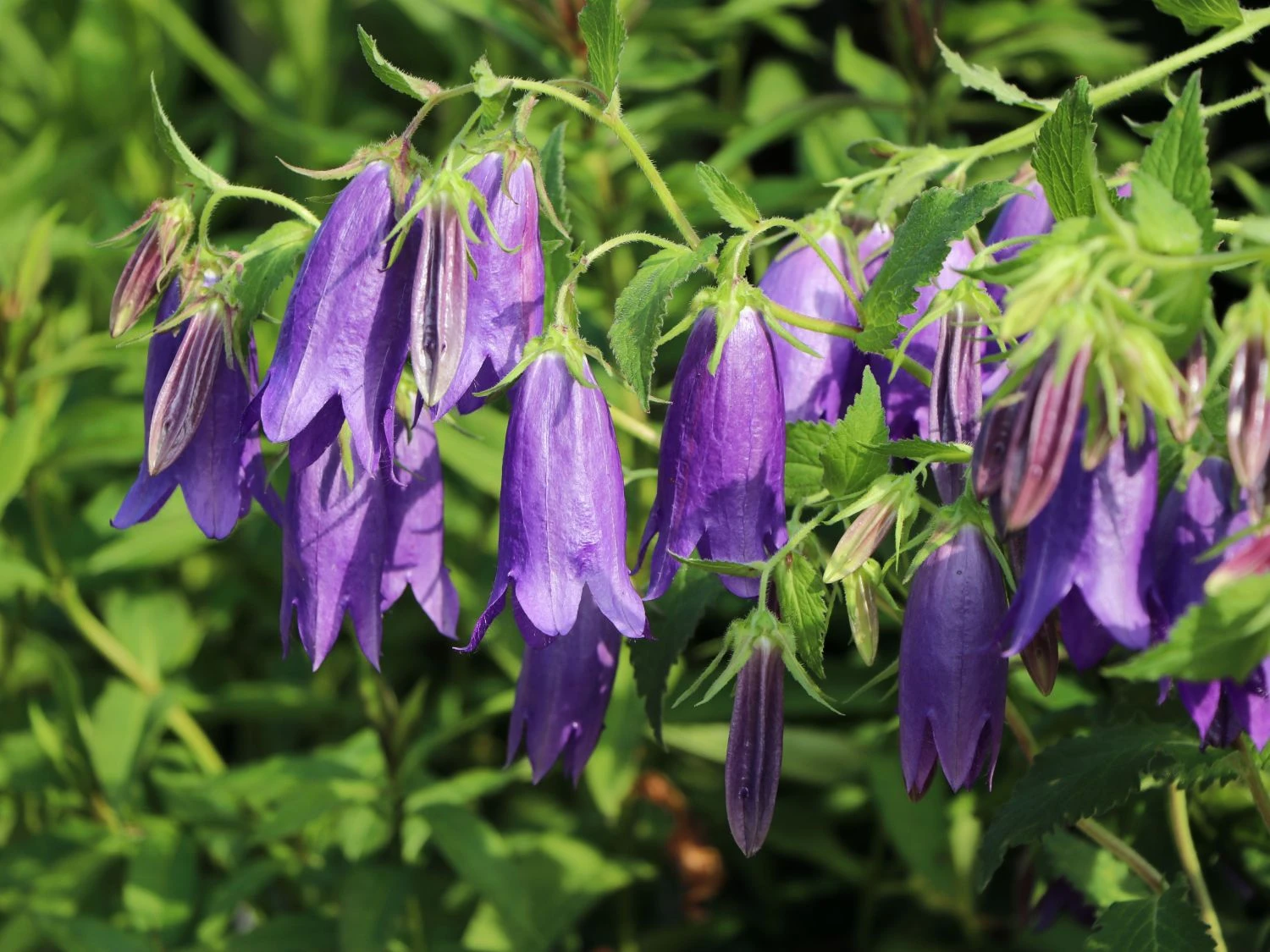 Großblütige Glockenblume 'Sarastro' 3 Großblütige Glockenblume 'Sarastro'