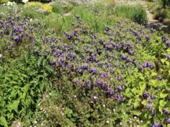 Großblütige Glockenblume 'Sarastro' 17 Großblütige Glockenblume 'Sarastro' -Angebote Blumen Takt Store grossbluetige glockenblume sarastro m058021 w 0