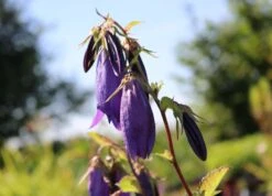Großblütige Glockenblume 'Sarastro' 19 Großblütige Glockenblume 'Sarastro' -Angebote Blumen Takt Store grossbluetige glockenblume sarastro m058021 w 1