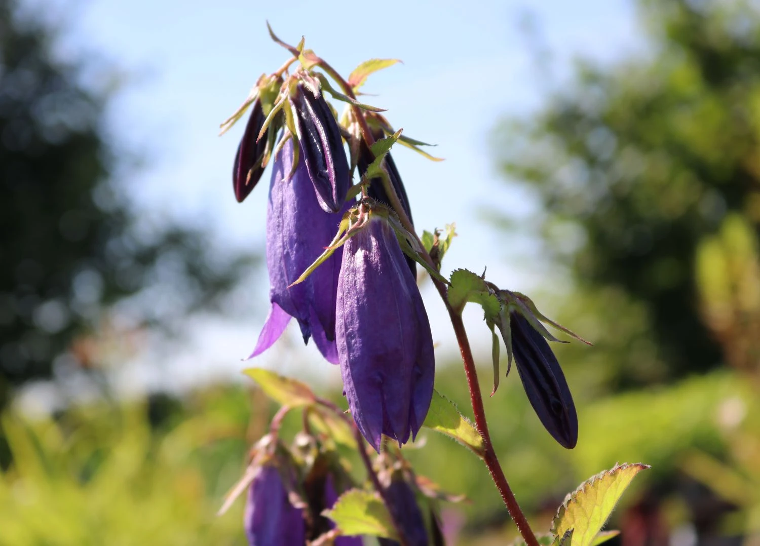 Großblütige Glockenblume 'Sarastro' 9 Großblütige Glockenblume 'Sarastro' – Bild 7