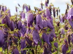 Großblütige Glockenblume 'Sarastro' 16 Großblütige Glockenblume 'Sarastro' -Angebote Blumen Takt Store grossbluetige glockenblume sarastro m058021 w 2