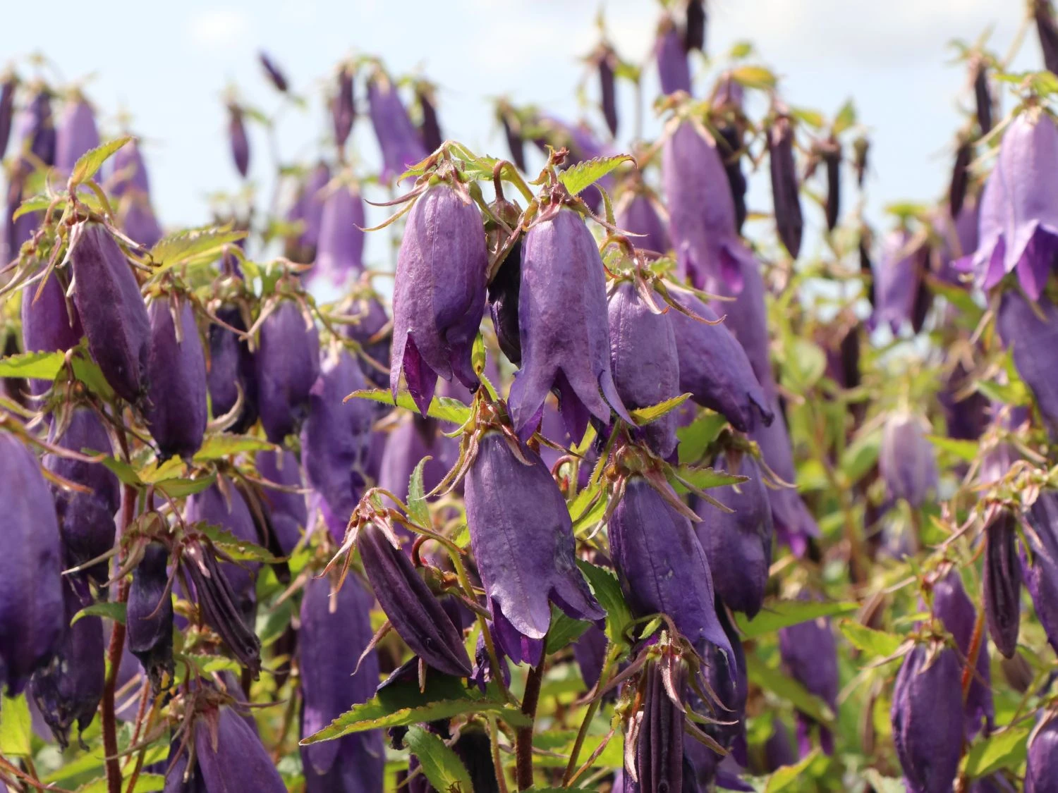 Großblütige Glockenblume 'Sarastro' 6 Großblütige Glockenblume 'Sarastro' – Bild 4