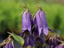 Großblütige Glockenblume 'Sarastro' 15 Großblütige Glockenblume 'Sarastro' -Angebote Blumen Takt Store grossbluetige glockenblume sarastro m058021 w 3