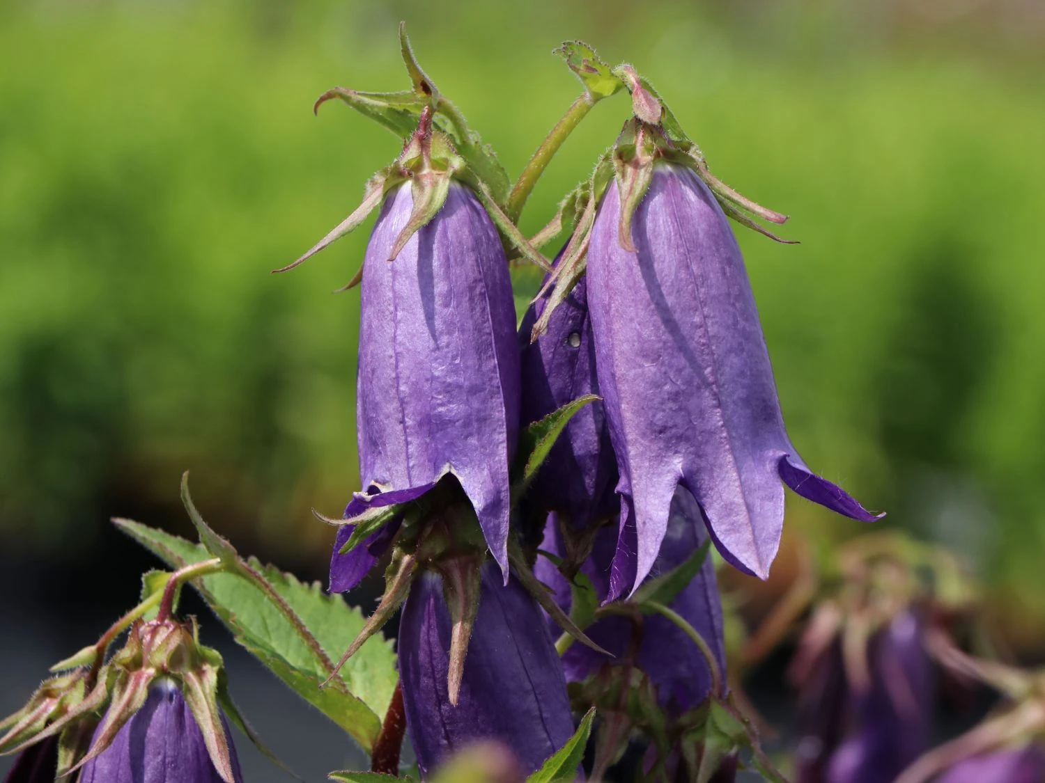 Großblütige Glockenblume 'Sarastro' 5 Großblütige Glockenblume 'Sarastro' – Bild 3