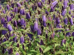 Großblütige Glockenblume 'Sarastro' 18 Großblütige Glockenblume 'Sarastro' -Angebote Blumen Takt Store grossbluetige glockenblume sarastro m058021 w 4