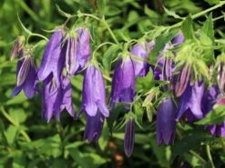 Großblütige Glockenblume 'Sarastro' 23 Großblütige Glockenblume 'Sarastro' -Angebote Blumen Takt Store grossbluetige glockenblume sarastro m058021 w 5