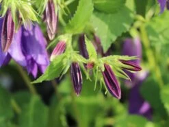 Großblütige Glockenblume 'Sarastro' 22 Großblütige Glockenblume 'Sarastro' -Angebote Blumen Takt Store grossbluetige glockenblume sarastro m058021 w 6