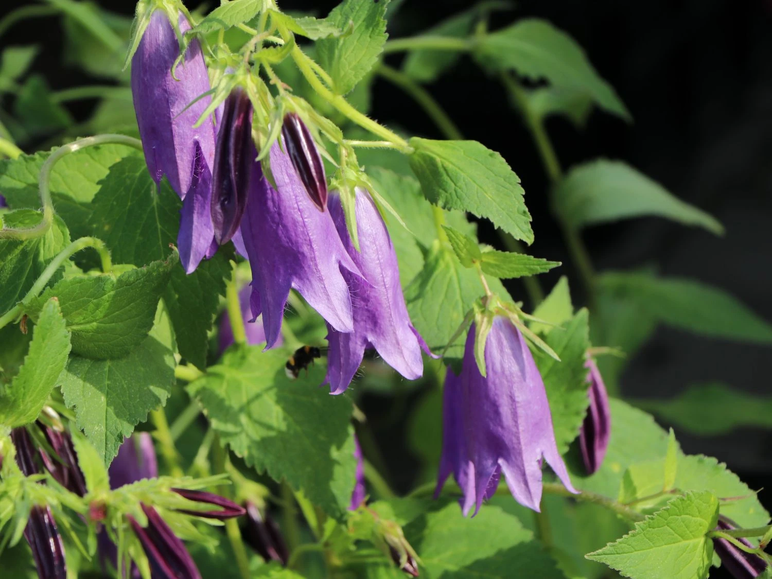 Großblütige Glockenblume 'Sarastro' 4 Großblütige Glockenblume 'Sarastro' – Bild 2