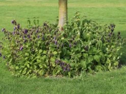 Großblütige Glockenblume 'Sarastro' 20 Großblütige Glockenblume 'Sarastro' -Angebote Blumen Takt Store grossbluetige glockenblume sarastro m058021 w 8