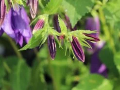 Großblütige Glockenblume 'Sarastro' 21 Großblütige Glockenblume 'Sarastro' -Angebote Blumen Takt Store grossbluetige glockenblume sarastro m058021 w 9