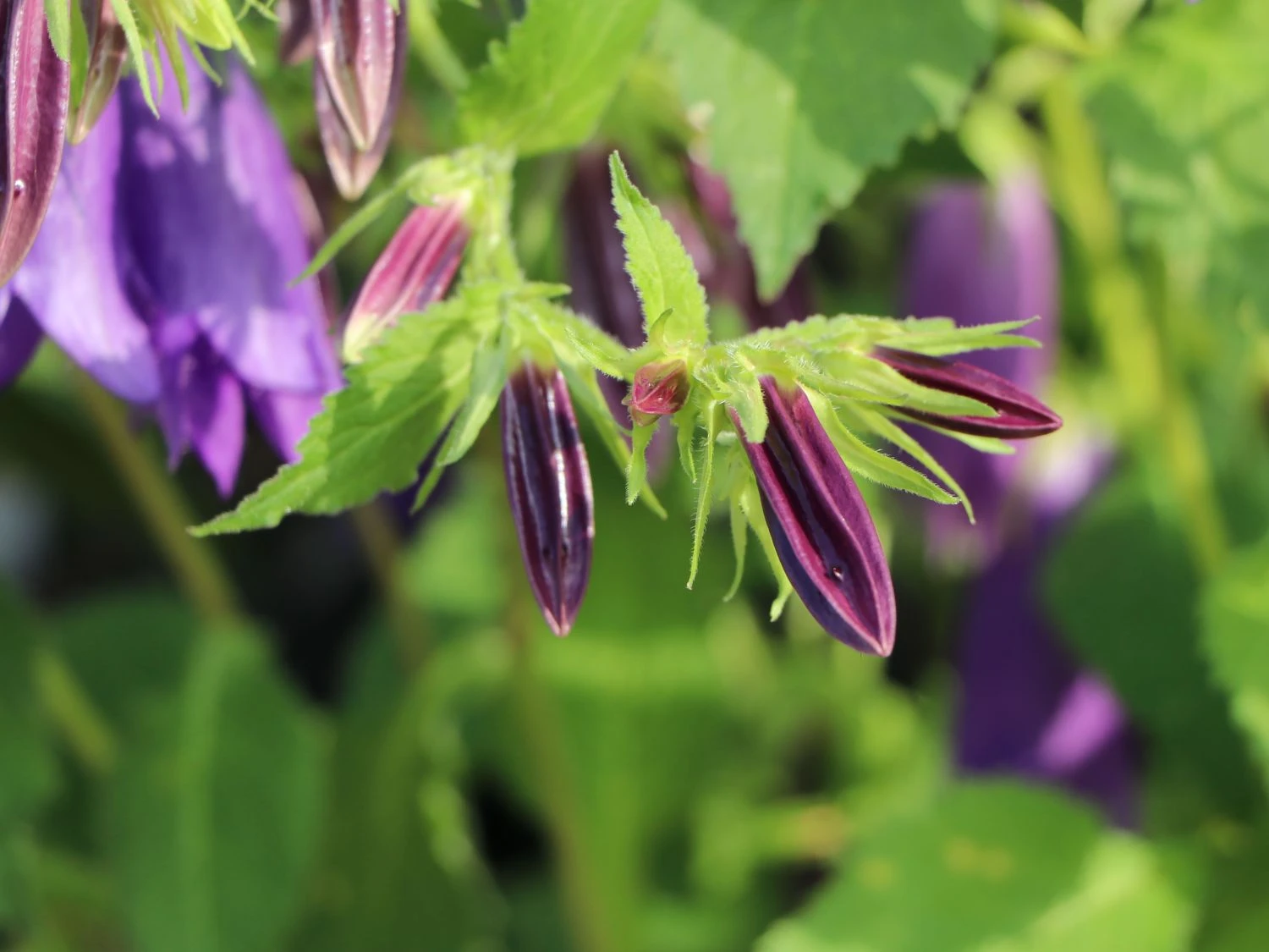 Großblütige Glockenblume 'Sarastro' 11 Großblütige Glockenblume 'Sarastro' – Bild 9