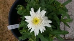 Großblumige Margerite 'Wirral Supreme' -Angebote Blumen Takt Store grossblumige margerite wirral supreme m012432 765573 1