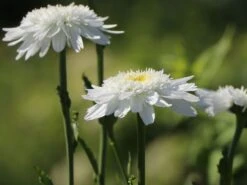 Großblumige Margerite 'Wirral Supreme'