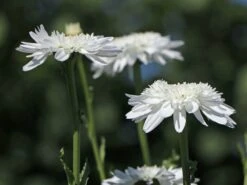 Großblumige Margerite 'Wirral Supreme' -Angebote Blumen Takt Store grossblumige margerite wirral supreme m012432 w 1