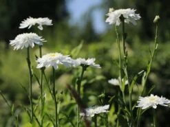 Großblumige Margerite 'Wirral Supreme' -Angebote Blumen Takt Store grossblumige margerite wirral supreme m012432 w 2
