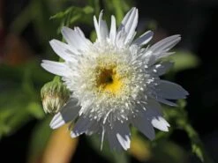 Großblumige Margerite 'Wirral Supreme' -Angebote Blumen Takt Store grossblumige margerite wirral supreme m012432 w 3