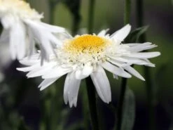 Großblumige Margerite 'Wirral Supreme' -Angebote Blumen Takt Store grossblumige margerite wirral supreme m012432 w 5