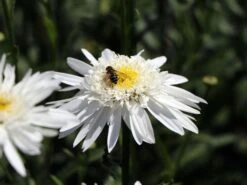Großblumige Margerite 'Wirral Supreme' -Angebote Blumen Takt Store grossblumige margerite wirral supreme m012432 w 7