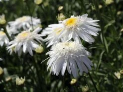 Großblumige Margerite 'Wirral Supreme' -Angebote Blumen Takt Store grossblumige margerite wirral supreme m012432 w 8