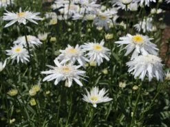 Großblumige Margerite 'Wirral Supreme' -Angebote Blumen Takt Store grossblumige margerite wirral supreme m012432 w 9