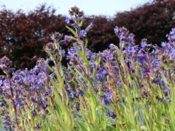 Große Ochsenzunge 'Dropmore' 14 Große Ochsenzunge 'Dropmore' -Angebote Blumen Takt Store grosse ochsenzunge dropmore m044571 w 0