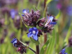 Große Ochsenzunge 'Dropmore' 16 Große Ochsenzunge 'Dropmore' -Angebote Blumen Takt Store grosse ochsenzunge dropmore m044571 w 1
