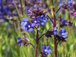 Große Ochsenzunge 'Dropmore' 15 Große Ochsenzunge 'Dropmore' -Angebote Blumen Takt Store grosse ochsenzunge dropmore m044571 w 2