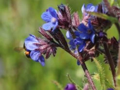 Große Ochsenzunge 'Dropmore' 17 Große Ochsenzunge 'Dropmore' -Angebote Blumen Takt Store grosse ochsenzunge dropmore m044571 w 5