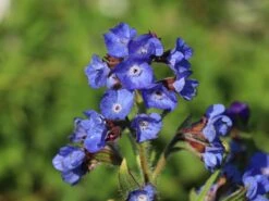 Große Ochsenzunge 'Dropmore' 19 Große Ochsenzunge 'Dropmore' -Angebote Blumen Takt Store grosse ochsenzunge dropmore m044571 w 6