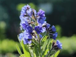 Große Ochsenzunge 'Dropmore' 13 Große Ochsenzunge 'Dropmore' -Angebote Blumen Takt Store grosse ochsenzunge dropmore m044571 w 7
